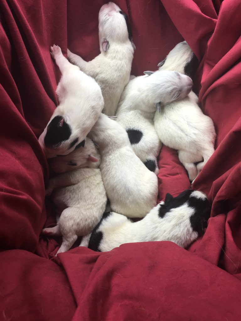 Join the Wait List for a Heeler Puppy!