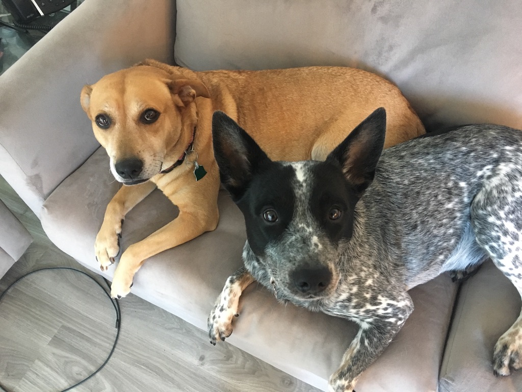 Rescues